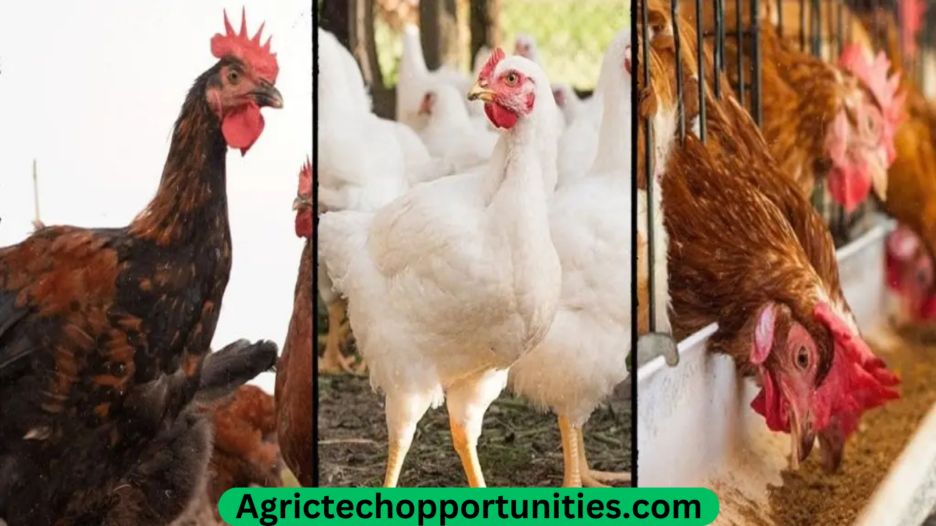 How To Start A Profitable Poultry Production For Broilers And Layers