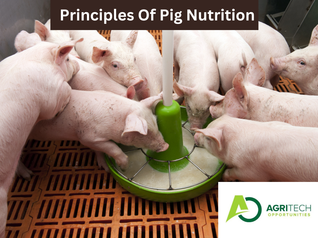 Top Principles Of Pig Nutrition For 2023 24 Agrictechopportunities