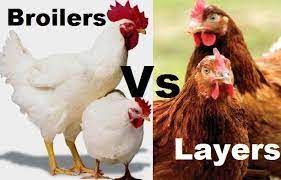 The Profitability Of Broilers Versus Layers -Overview 2023 Guide