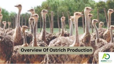 The Approved Overview Of Ostrich Production 2023 |Ostrich Farming Guide|