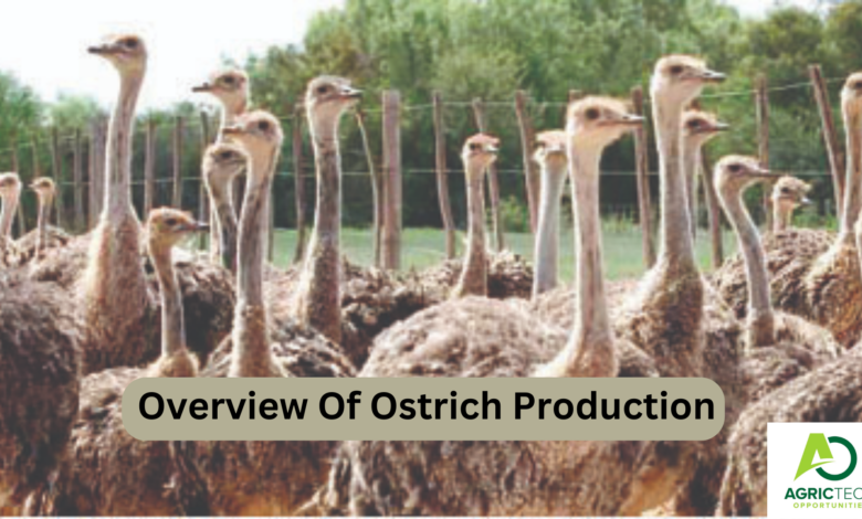 The Approved Overview Of Ostrich Production 2023 |Ostrich Farming Guide|