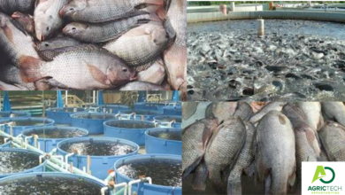Your Key To Success: FISH FARMING (Aquaculture) 2023