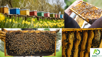 Learn How To Start Beekeeping THE HONEY BEE
