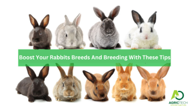 Boost Your Rabbits Breeds And Breeding With These Tips 2023