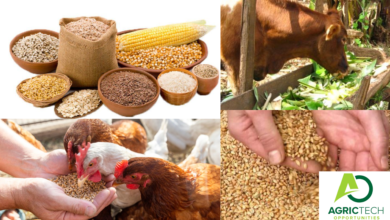 How To Easily Formulate Cattle And Broilers Feeds |Raw Materials And Mixing Process 2023 Guide