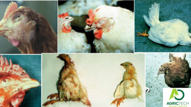 How To Easily Manage And Control 10 Common Diseases Affecting Broilers And Layers On A Farm