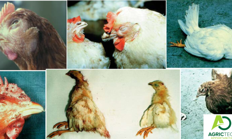 How To Easily Manage And Control 10 Common Diseases Affecting Broilers And Layers On A Farm