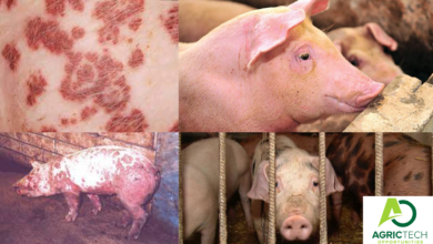 6 Common Pig Diseases For | Piglets, Boars And Sows| And Management Strategies