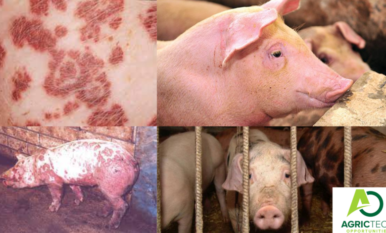 6 Common Pig Diseases For | Piglets, Boars And Sows| And Management Strategies