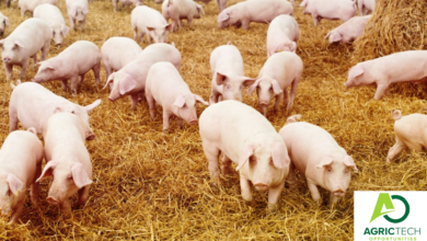 STARTING A PIG FARM Guaranteed No Stress 2023 Guide