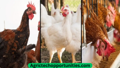 How To Start A Profitable Poultry Production or Broilers and Layers- Full Guide Overview 2023