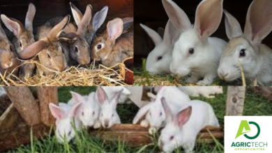 The Ultimate Guide To Rabbit Production- WHY KEEP RABBITS