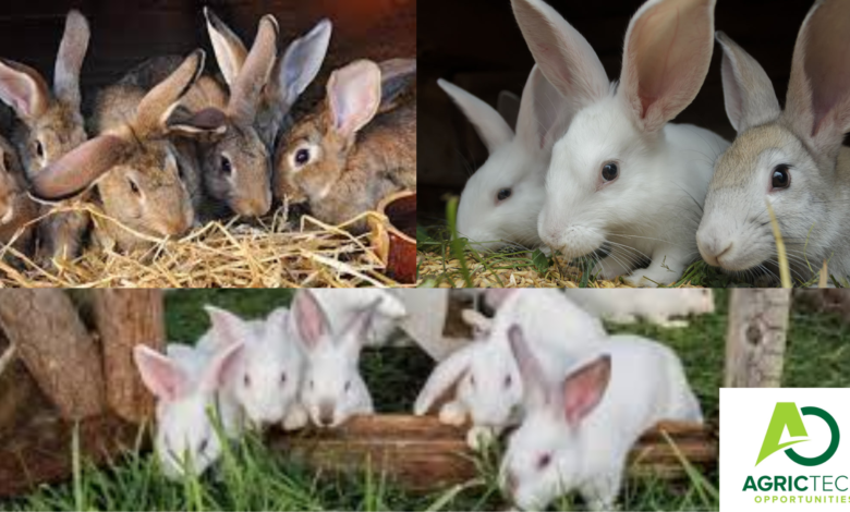 The Ultimate Guide To Rabbit Production- WHY KEEP RABBITS