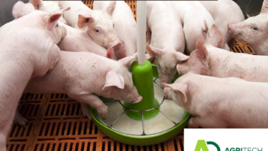 Top Principles Of Pig Nutrition For 2023/24