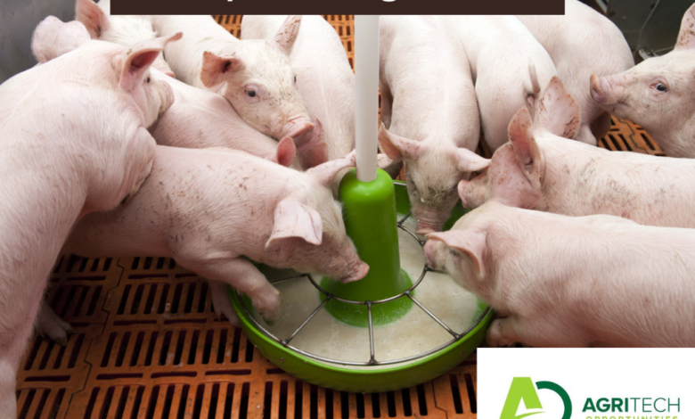 Top Principles Of Pig Nutrition For 2023/24