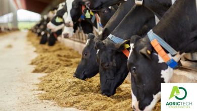 Approved Principles of Dairy Cow Nutrition