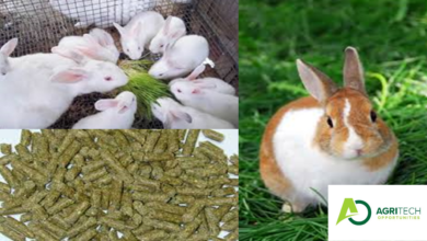 Principles Of Rabbit nutrition- Profitable Business