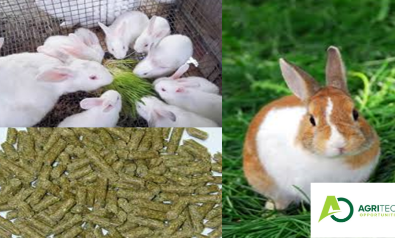 Principles Of Rabbit nutrition- Profitable Business