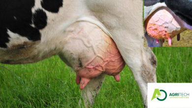 Approved Method To Treat Bovine Mastitis In Dairy Cattle |Overview Of Mastitis| 2023/24