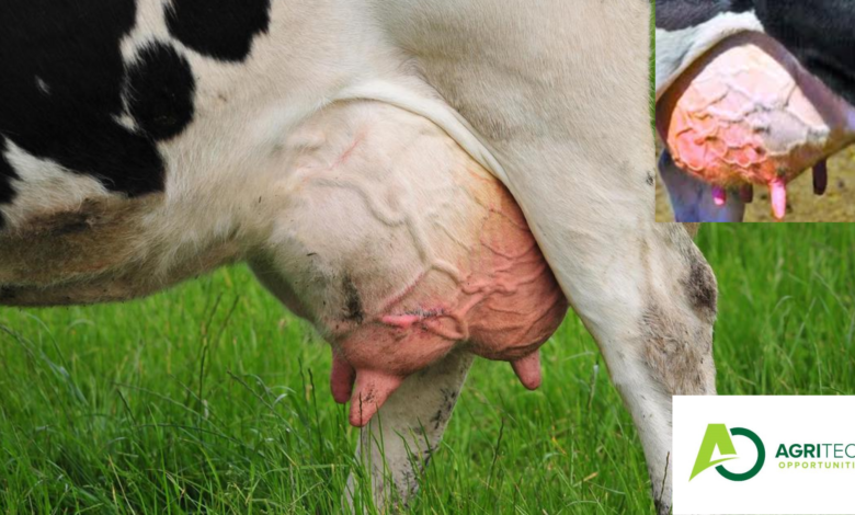Approved Method To Treat Bovine Mastitis In Dairy Cattle |Overview Of Mastitis| 2023/24