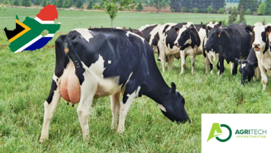 Starting Your Own Dairy Enterprises And Becoming A Dairy Farmer In South Africa