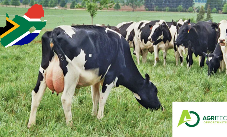 Starting Your Own Dairy Enterprises And Becoming A Dairy Farmer In South Africa