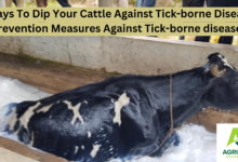 5 Ways To Dip Your Cattle Against Tick-borne Disease | Prevention Measures Against Tick-borne diseases And Types