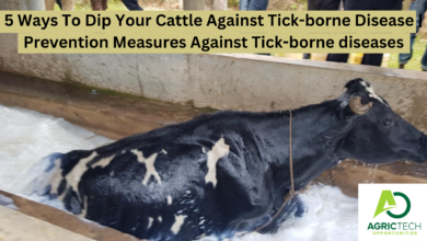 5 Ways To Dip Your Cattle Against Tick-borne Disease | Prevention Measures Against Tick-borne diseases And Types