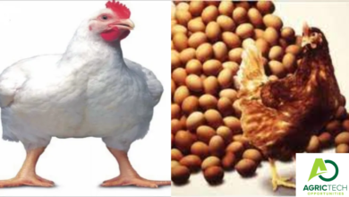 Ways To Increase Live Weight In broilers And Egg Size In layers