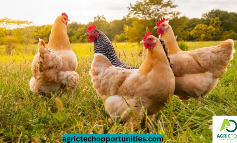 How To Start Poultry Farming In South Africa: Business Plan, Breeds, Costs, Profit, Loan Subsidy And Management And Key Rules For Beginners 2023 