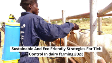 Sustainable And Eco Friendly Strategies For Tick Control In dairy farming 2023