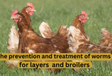The prevention and treatment of worms for layers and broilers