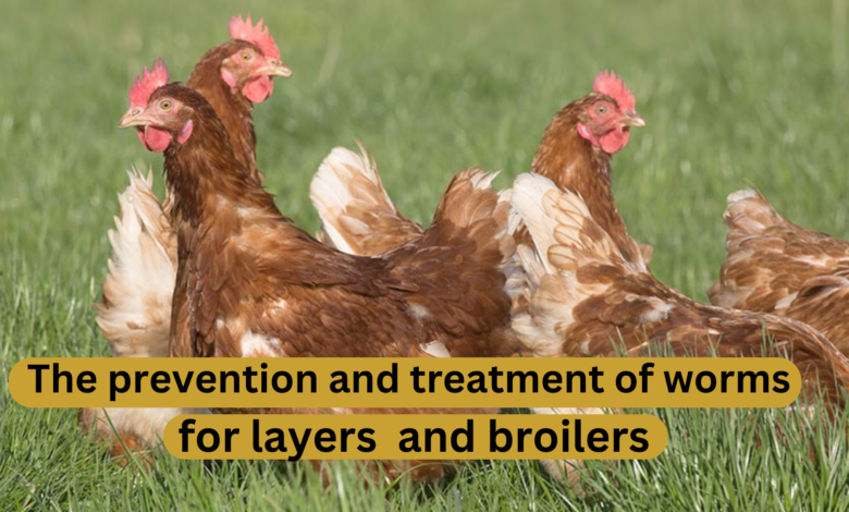 The prevention and treatment of worms for layers and broilers