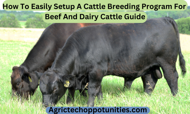How To Easily Setup A Cattle Breeding Program For Beef And Dairy Cattle Guide 2023/24
