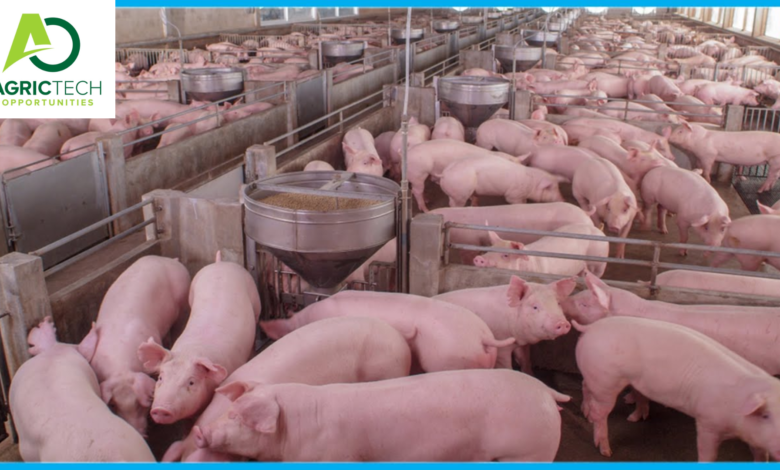 10 Key Rules To Increase Feed Conversion Ratio (FCR) In Pigs For Better Profits In Pig Farming