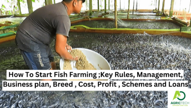How To Start Fish Farming ;Key Rules, Management, Business plan, Breed , Cost, Profit , Schemes and Loans