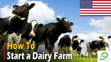 How To Start Dairy Farming In United States :Business Plan, Breed , Cost, Profit , Schemes and Loans 2023