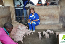 The Pig Farming System In Zimbabwe Step By Step Starting Guide, Business Plan, Breeds, Setup Costs And Profit 2023