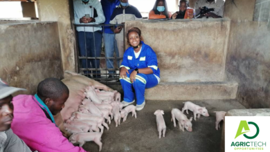 The Pig Farming System In Zimbabwe Step By Step Starting Guide, Business Plan, Breeds, Setup Costs And Profit 2023