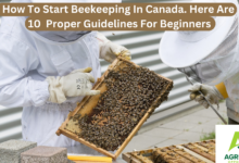 How To Start Beekeeping In Canada. Here Are 10 Proper Guidelines For Beginners