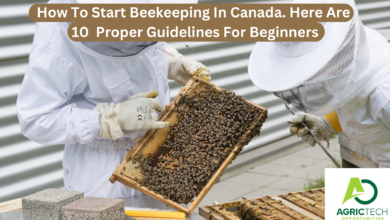 How To Start Beekeeping In Canada. Here Are 10 Proper Guidelines For Beginners