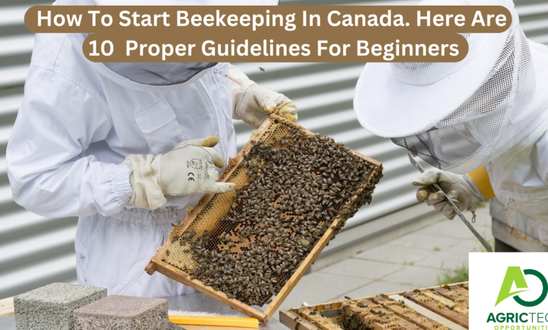 How To Start Beekeeping In Canada. Here Are 10 Proper Guidelines For Beginners