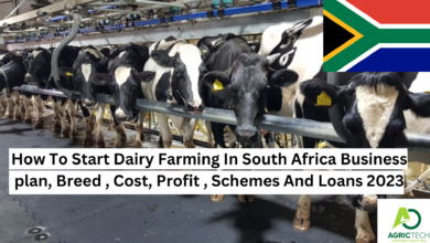How To Start Dairy Farming In South Africa Business plan, Breed , Cost, Profit , Schemes And Loans 2023