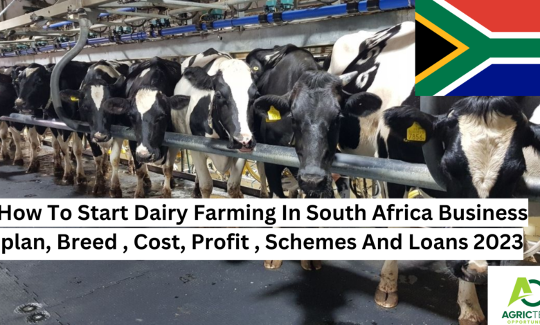 How To Start Dairy Farming In South Africa Business plan, Breed , Cost, Profit , Schemes And Loans 2023