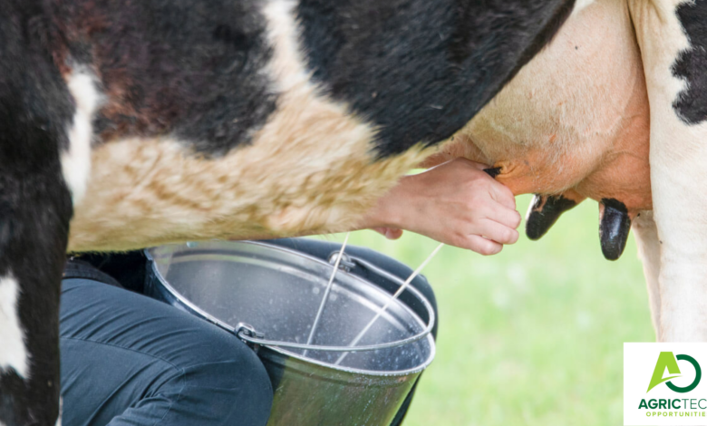 Fascinating Correct Procedures Of Milking The Cow 2023