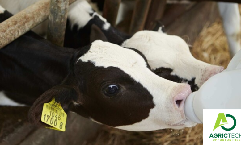 Complete Guide To Dairy Calf Rearing 2023| Colostrum substitute|