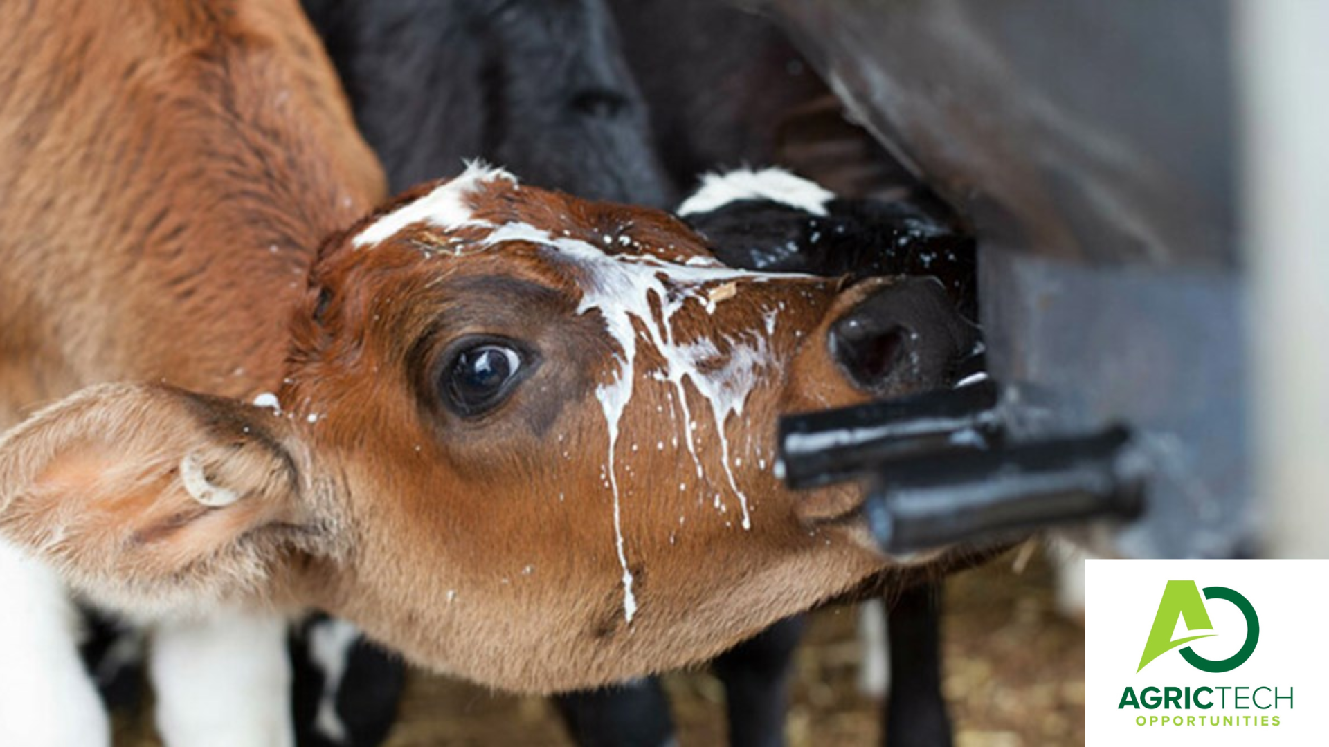 Approved Feeding Systems For Dairy Calves And Heifers 2023 Guide