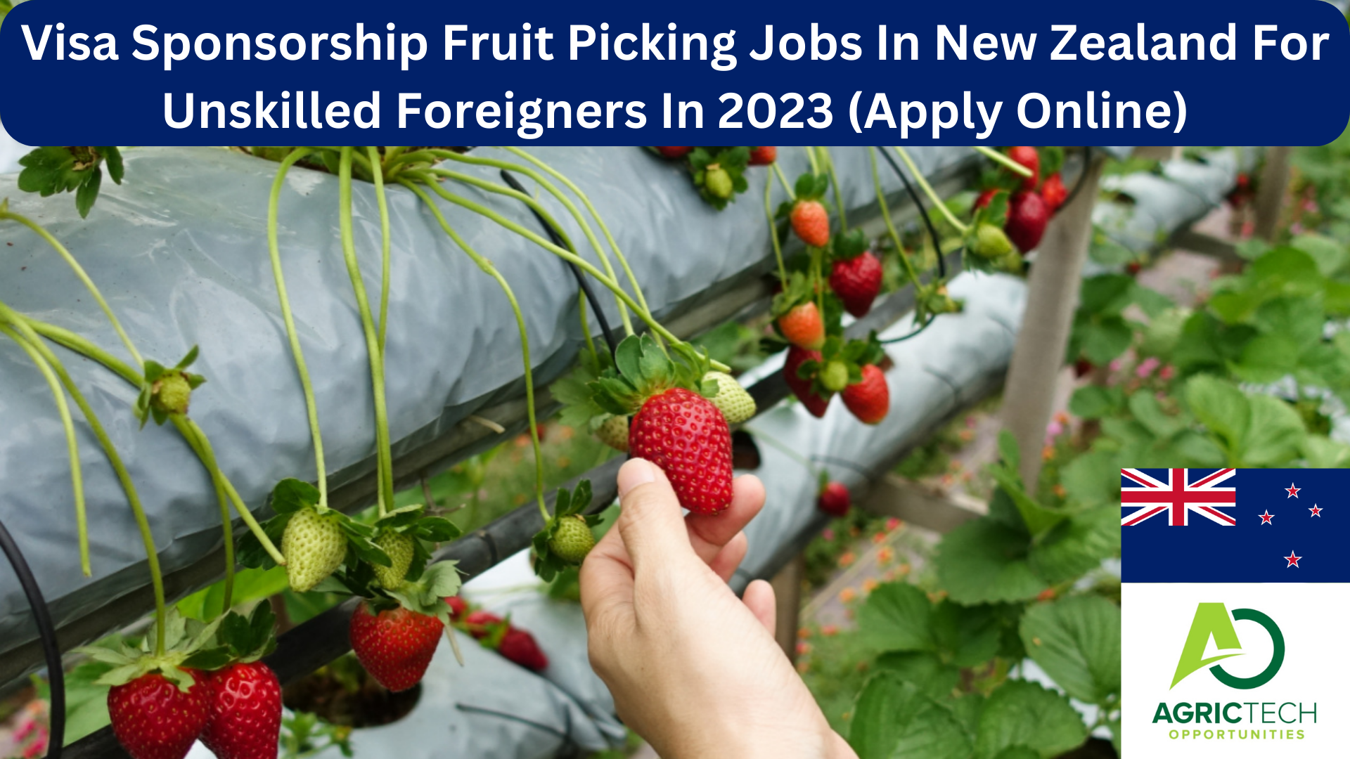 visa-sponsorship-fruit-picking-jobs-in-new-zealand-for-unskilled