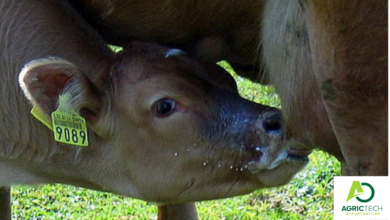 General Guide On How To Wean Beef Calves 2023