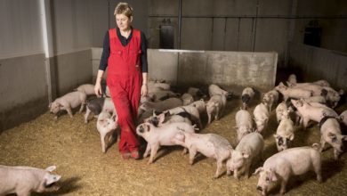 Pig Farm Worker/ Animal Farm Worker In Australia (482 Visa Sponsorship)|Expected Salary:  $56,100 per year -Apply Now